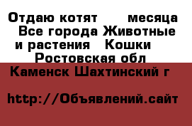 Отдаю котят. 1,5 месяца - Все города Животные и растения » Кошки   . Ростовская обл.,Каменск-Шахтинский г.